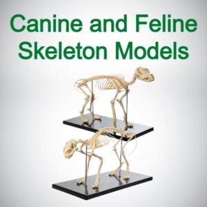Animal Model Add on - Canine and Feline Skeleton Models