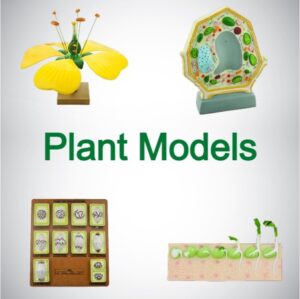 PLANT MODELS